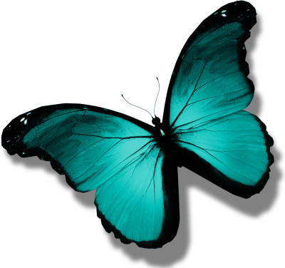 favicon and main_butterfly