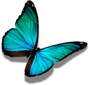 success_butterfly_web